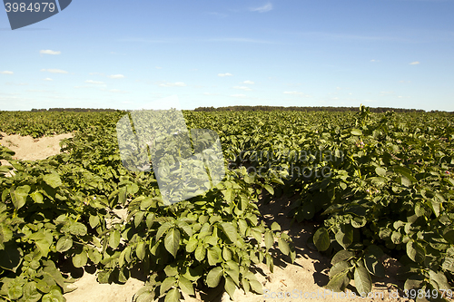 Image of Agriculture, potato field