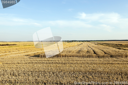 Image of farm field cereals