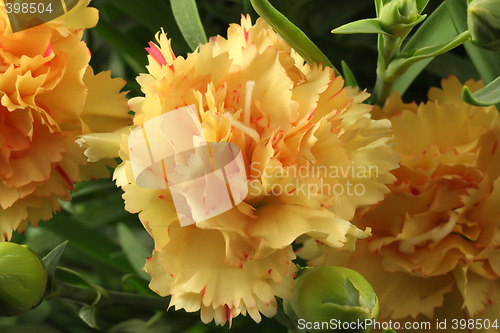 Image of Carnation Flower