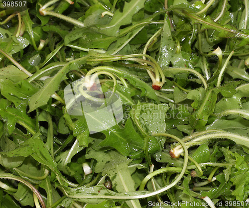 Image of Chicory (Cichorium intybus)