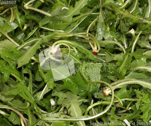 Image of Chicory (Cichorium intybus)