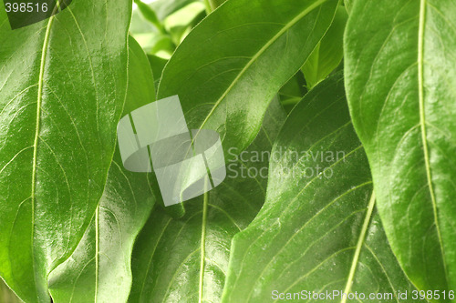 Image of Leaves