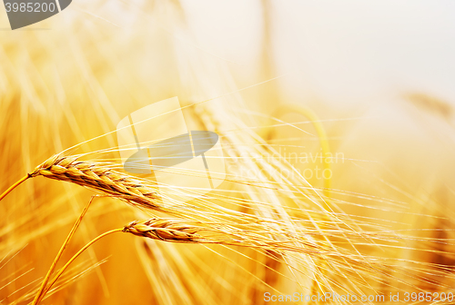 Image of wheat