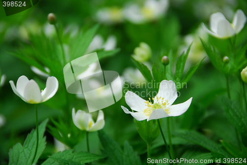 Image of Wood anemones