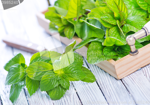 Image of fresh mint