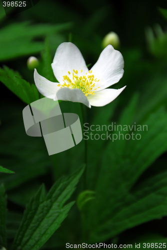 Image of Wood anemone