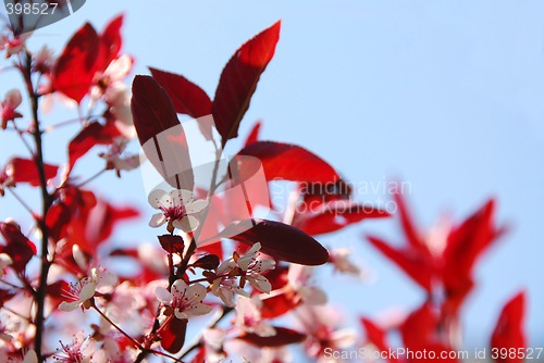 Image of Bloomig cherry
