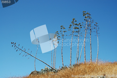 Image of Spindly trees