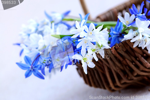 Image of First spring flowers