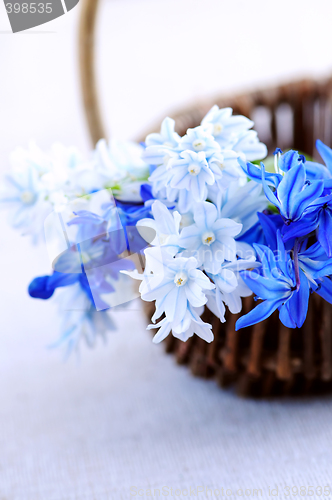 Image of First spring flowers