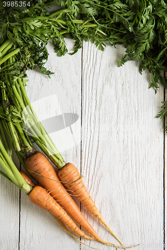 Image of Freshly grown carrots