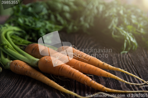 Image of Freshly grown carrots