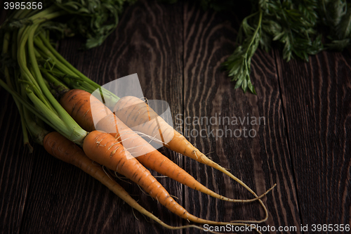 Image of Freshly grown carrots