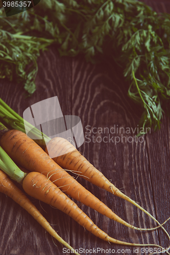 Image of Freshly grown carrots