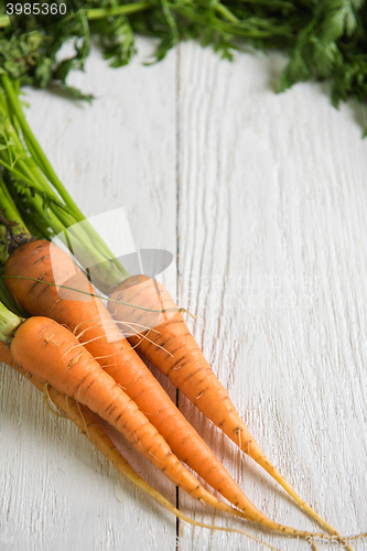 Image of Freshly grown carrots