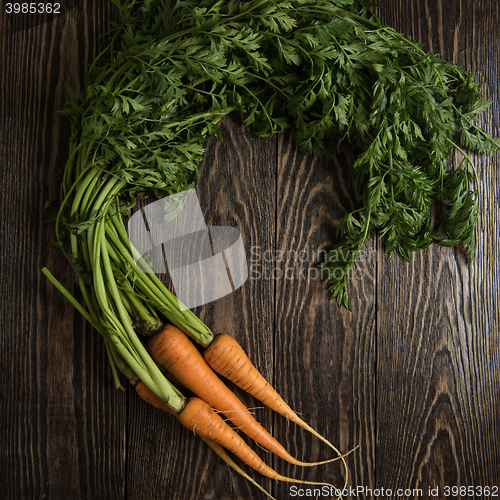 Image of Freshly grown carrots