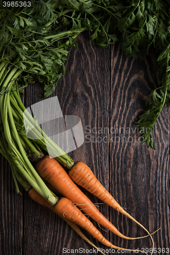 Image of Freshly grown carrots