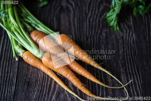 Image of Freshly grown carrots