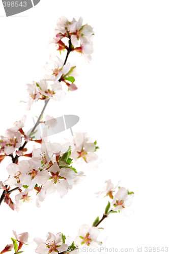 Image of Pink cherry blossom