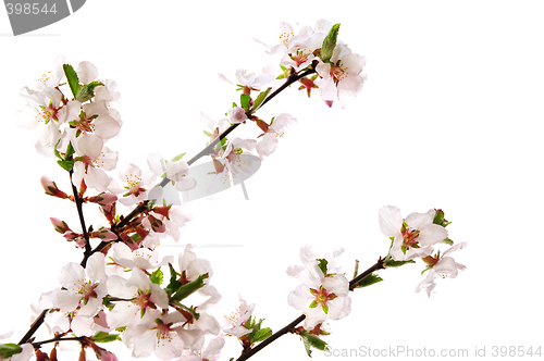 Image of Pink cherry blossom