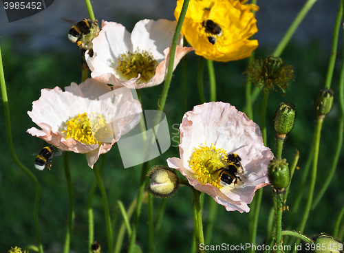 Image of Iceland poppy with bumblebees