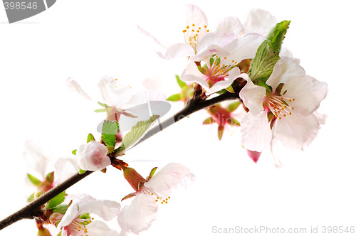 Image of Pink cherry blossom