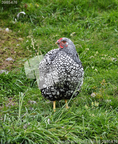 Image of Wyandotts on meadow