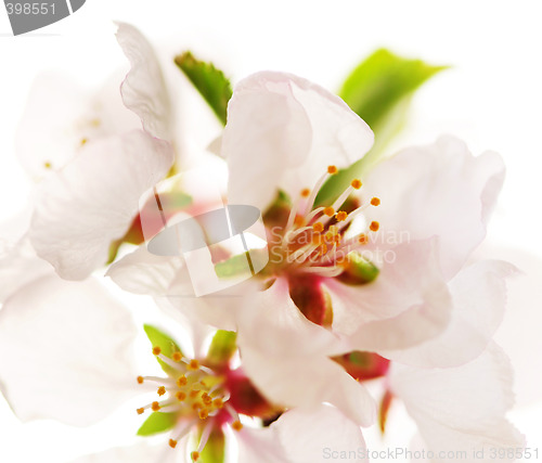 Image of Pink cherry blossom