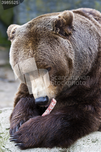 Image of Brown bear