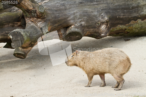 Image of capybara