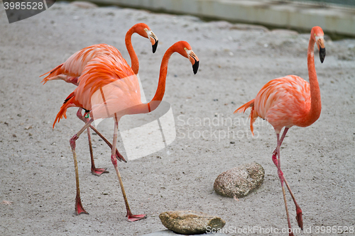 Image of Flamingoes