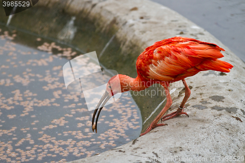 Image of scarlet ibis or Eudocimus ruber