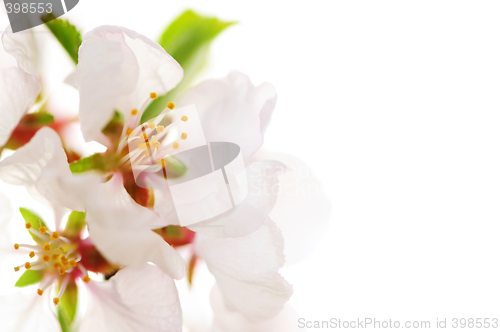 Image of Pink cherry blossom