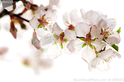 Image of Pink cherry blossom