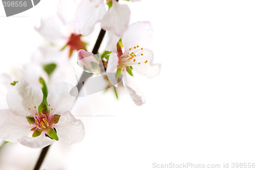 Image of Pink cherry blossom