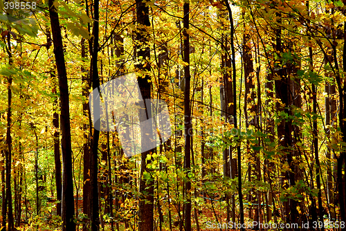 Image of Fall forest landscape