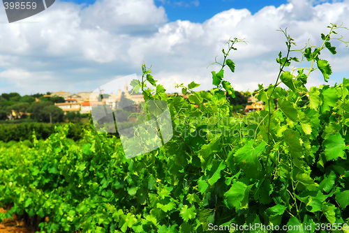 Image of Vineyard in french countryside