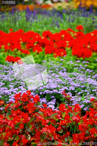 Image of Blooming garden
