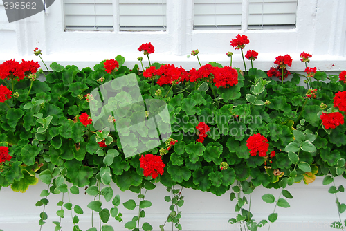 Image of Geraniums on window