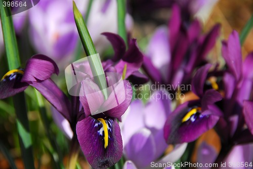 Image of Spring irises