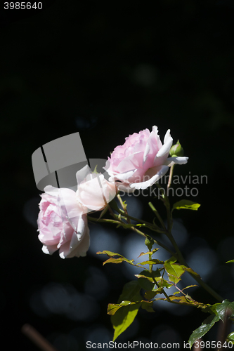 Image of pink roses