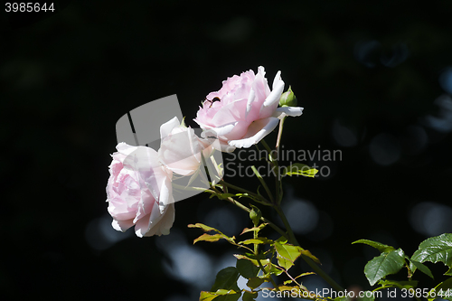 Image of pink roses