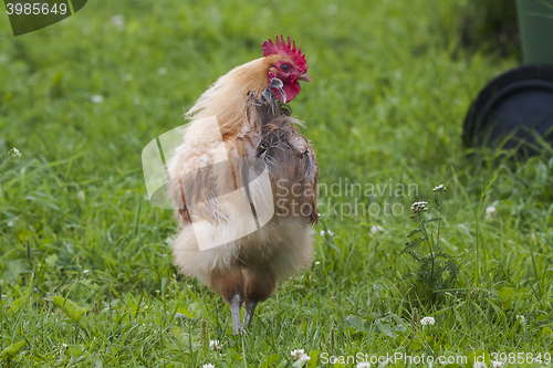 Image of hen on the loose