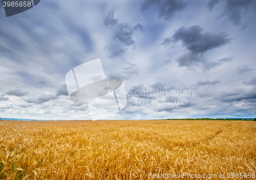 Image of wheat