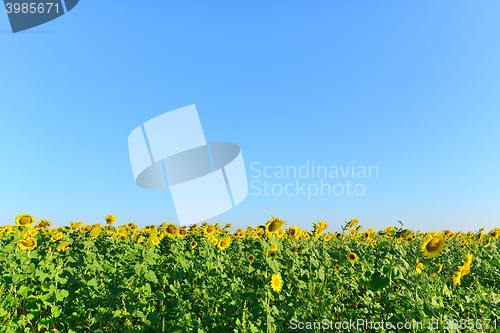 Image of sunflower field