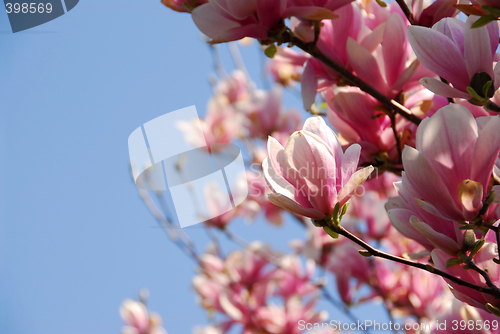 Image of Blooming magnolia