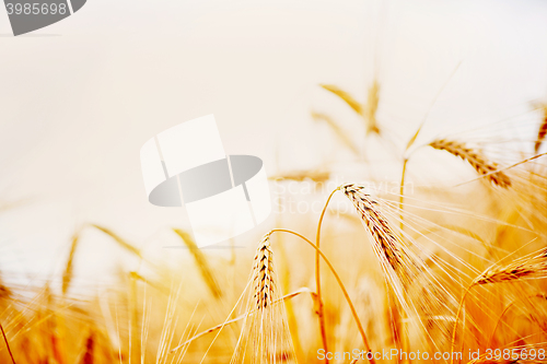 Image of wheat