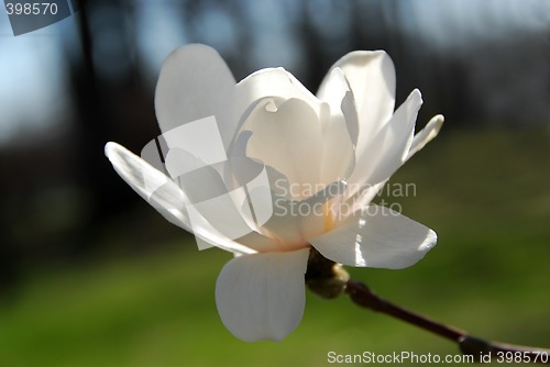 Image of Magnolia flower