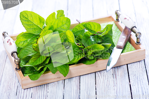 Image of fresh mint