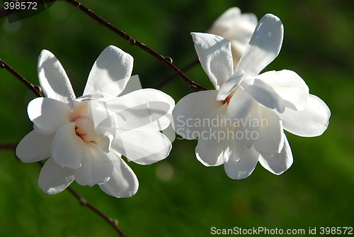 Image of Magnolia flowers